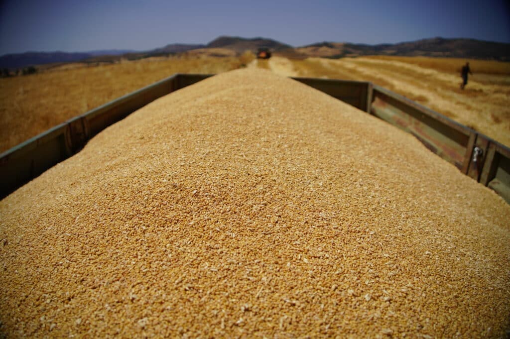 El Cereal den Cañete la Real
